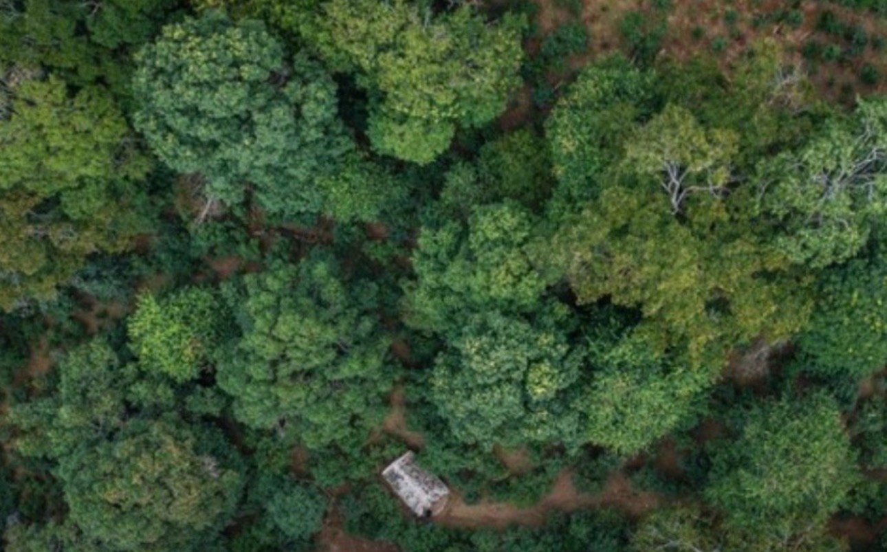 China lidera luta mundial contra desertificação com 66 bilhões de árvores plantadas
